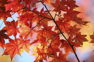 Autumn leaves changing colour near Perth Ontario